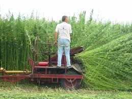hemp farming
