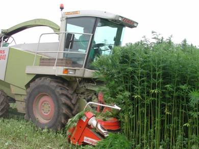 hemp